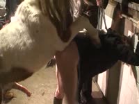 Horny babe goes to zoo xxx to get fucked by horse